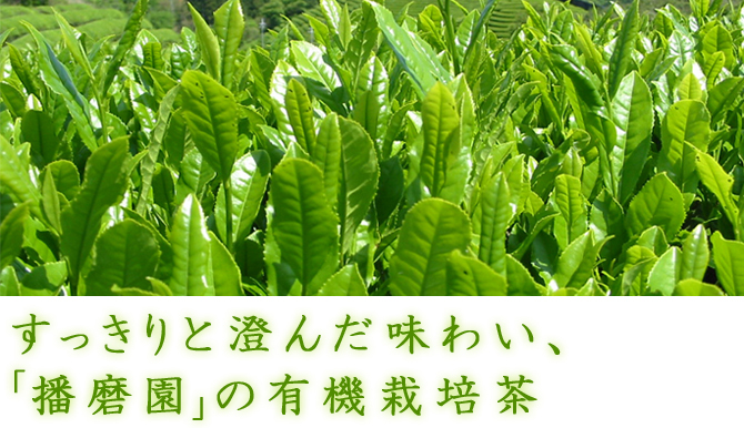 すっきりと澄んだ味わい、「播磨園」の有機栽培茶