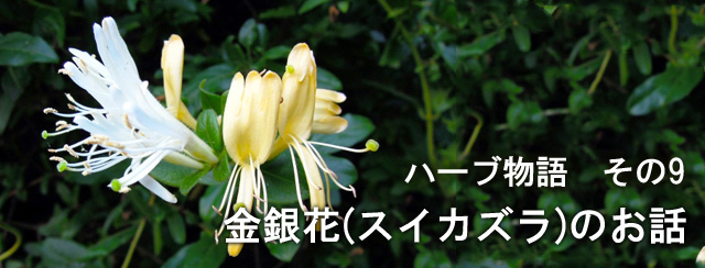 ¥Ï¡¼¥Öʪ¸ì£¹¡¡¶â¶ä²Ö(¥¹¥¤¥«¥º¥é)