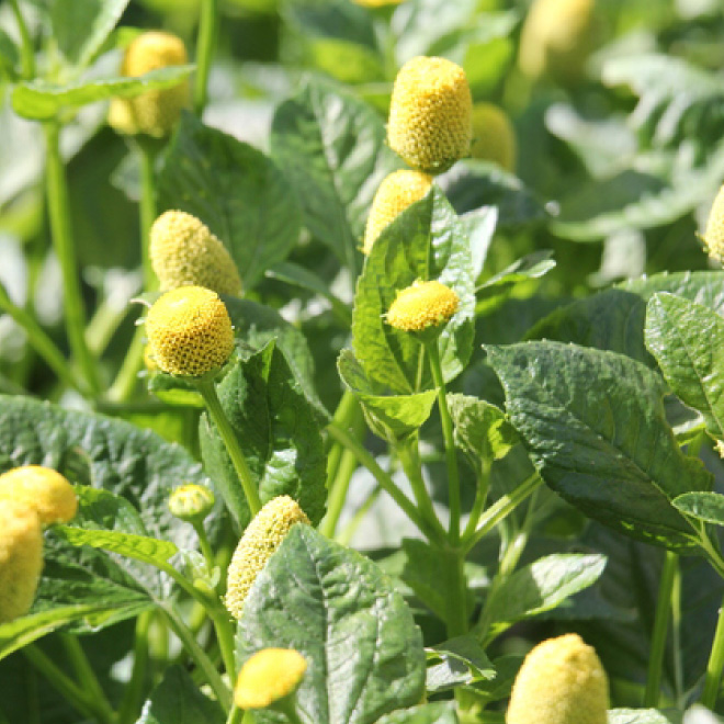 キバナオランダセンニチ