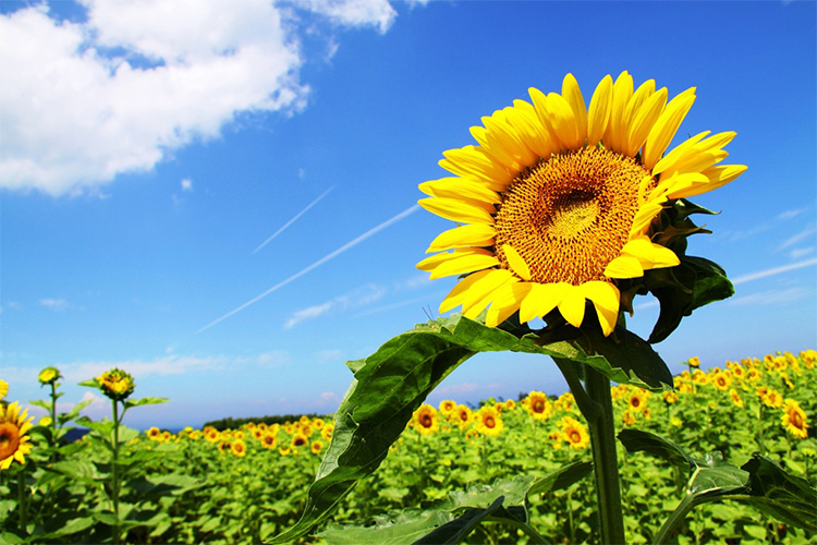 オーガニック生活便：花の岬ビオひまわりオイル 100ml 花の岬 香々地