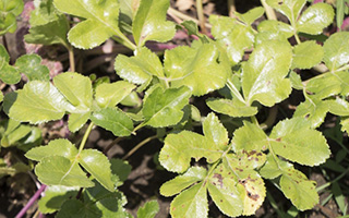 ハマボウフウエキス