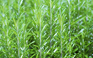 ローズマリーエキス