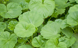 ツボクサエキス