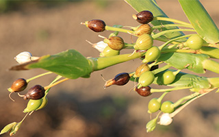 ハトムギエキス