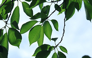 ソメイヨシノ葉エキス