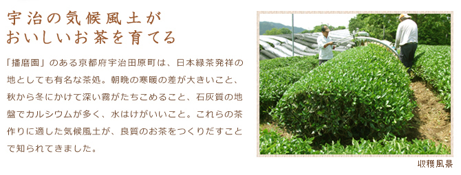【宇治の気候風土がおいしいお茶を育てる】「播磨園」のある京都府宇治田原町は、日本緑茶発祥の地としても有名な茶処。朝晩の寒暖の差が大きいこと、秋から冬にかけて深い霧がたちこめること、石灰質の地盤でカルシウムが多く、水はけがいいこと。これらの茶作りに適した気候風土が、良質のお茶をつくりだすことで知られてきました。