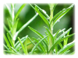 主要成分 ローズマリー