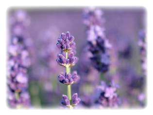 主要成分 ラベンダー