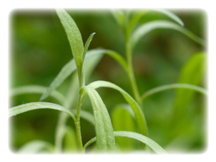 主要成分 エストラゴン