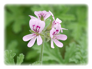 主要成分 ゼラニウム