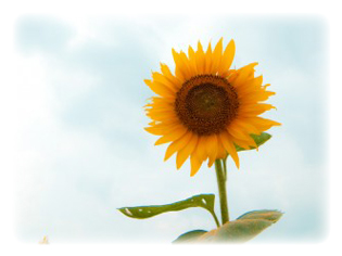 主要成分 ハイブリッドヒマワリ油