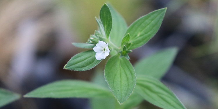 むらさき（紫根）