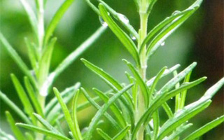 ローズマリー油