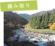 摘み取り
