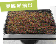 亜臨界抽出