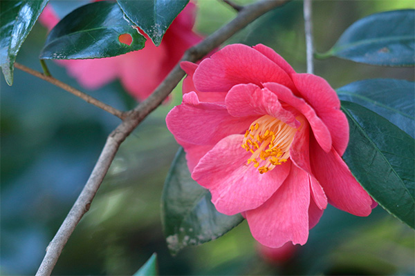 玉締めやぶ椿油