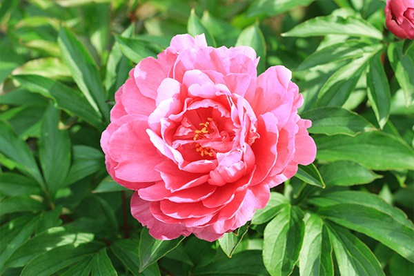 伊勢国に花開く、シャクヤク*