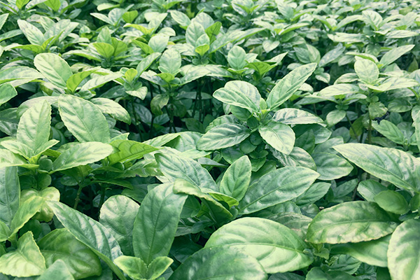 （インディゴ）