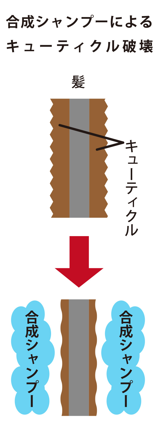 合成シャンプーによるキューティクル破壊