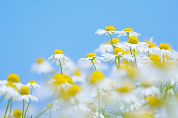 カモミールの花と青空
