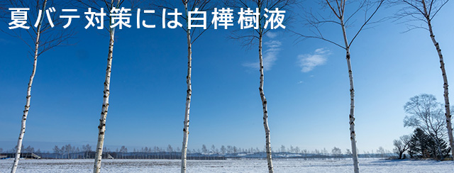 夏バテ対策には白樺樹液