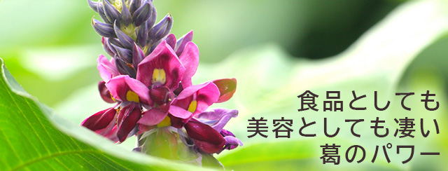 食品としても美容としても凄い葛のパワー