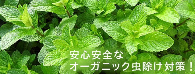 安心安全なオーガニック虫除け対策！