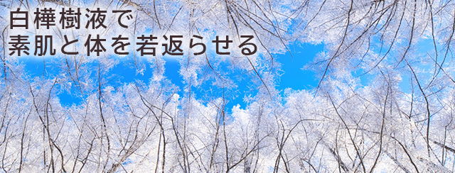 白樺樹液で素肌と体を若返らせる