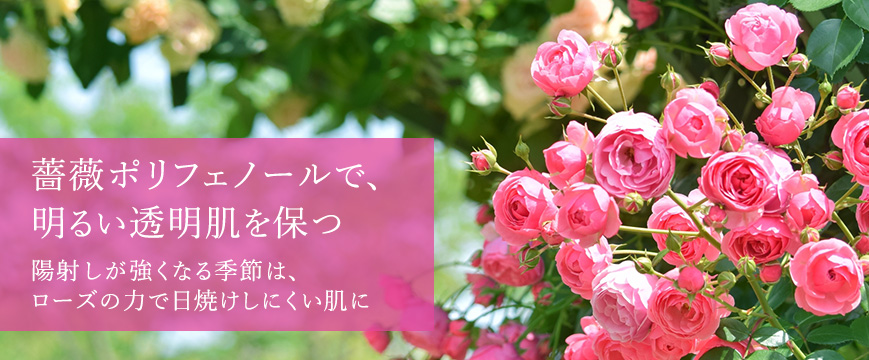

薔薇ポリフェノールで、明るい透明肌を保つ　陽射しが強くなる季節は、ローズの力で日焼けしにくい肌に

